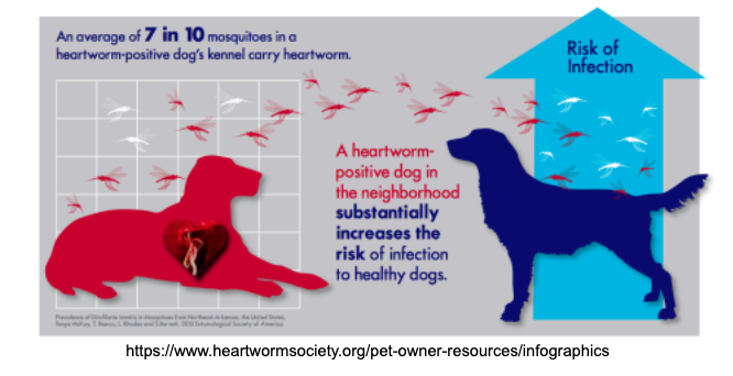 heart-worm-infographic